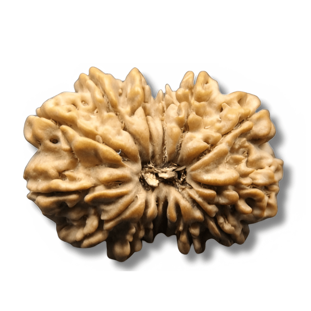 chaudah Mukhi Rudraksha, 14 faced rudraksha, 14 mukhi Rudraksha, Chaturdasha Mukhi Rudraksha, Fourteen Face Rudraksha